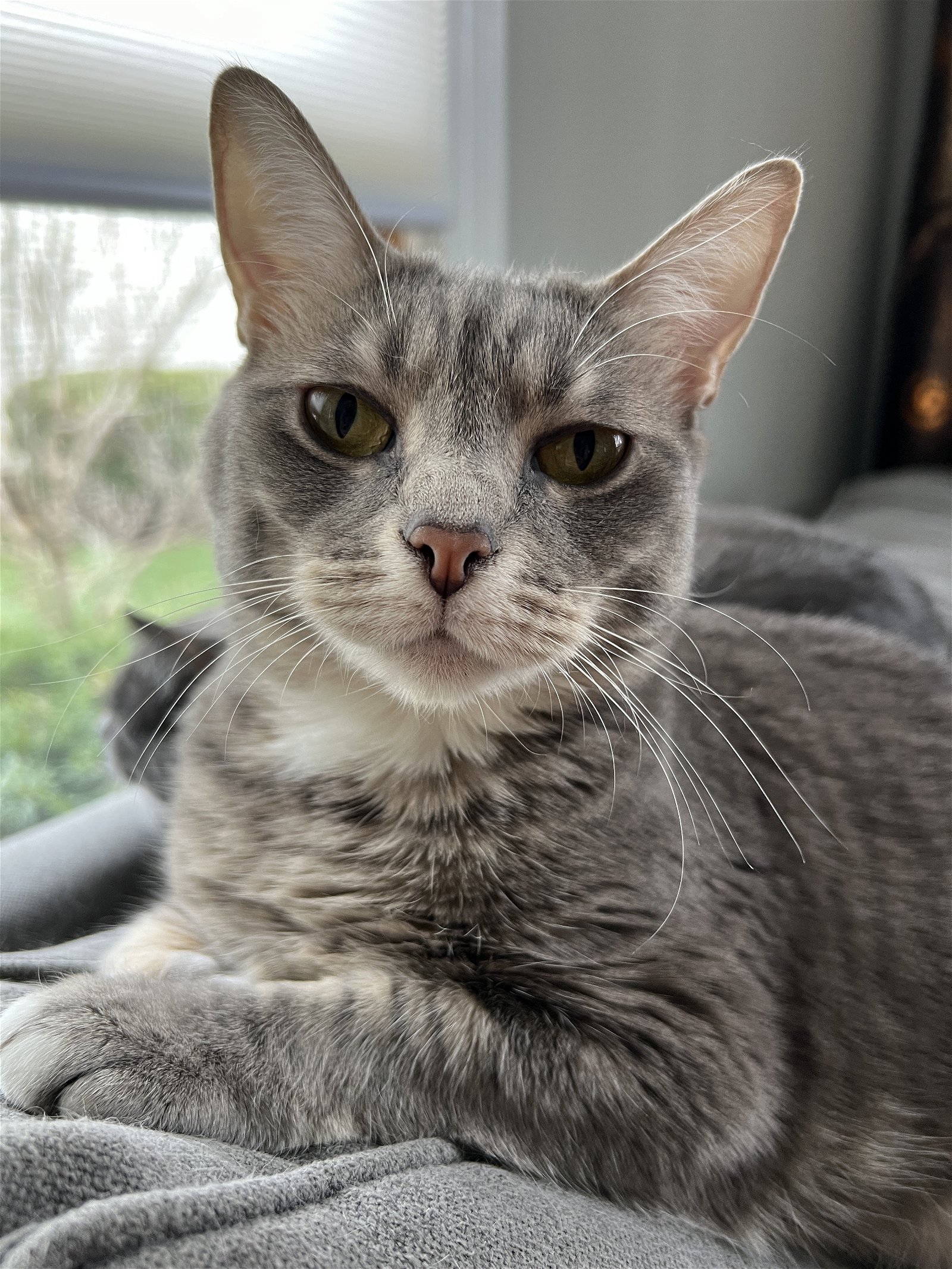 adoptable Cat in Wheaton, IL named Innova