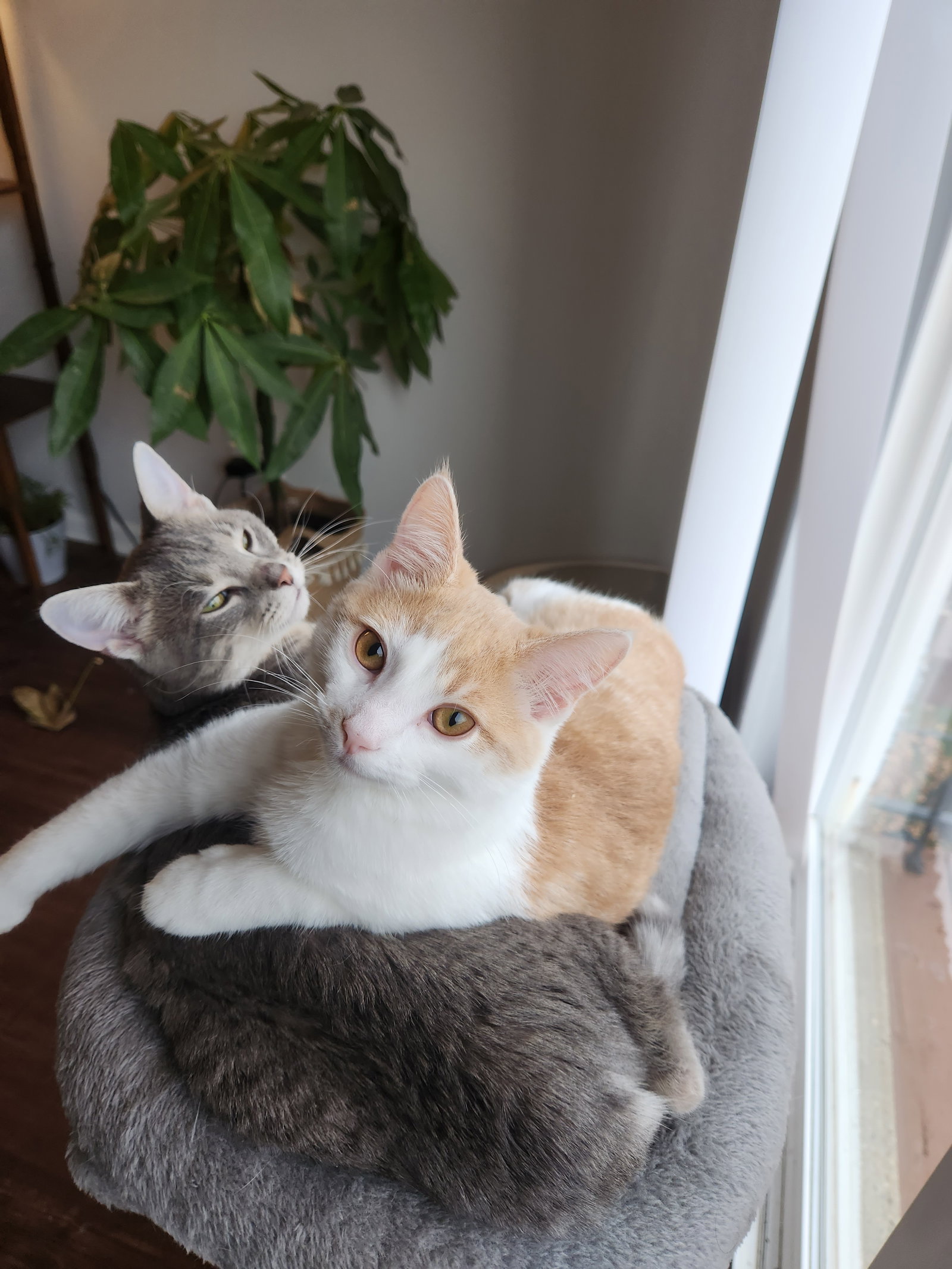 Jackie & Wilson (bonded pair)  Domestic Short Hair / Tabby (short coat) Female