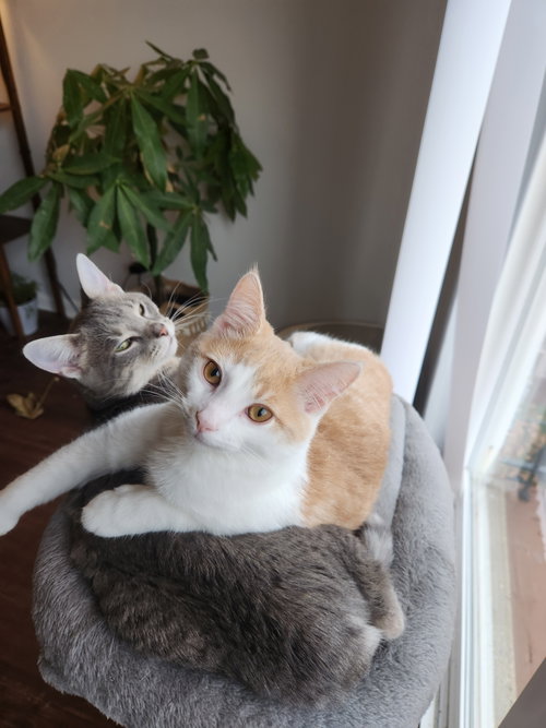 Jackie & Wilson (bonded pair)