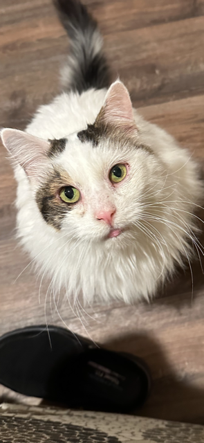 Whitey