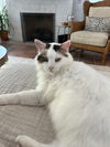 Whitey