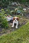 Hamish