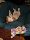 Hamish