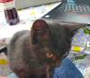 Venom & Whoopsie Daisy (bonded pair)