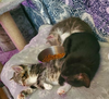 Venom & Whoopsie Daisy (bonded pair)