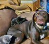 Venom & Whoopsie Daisy (bonded pair)