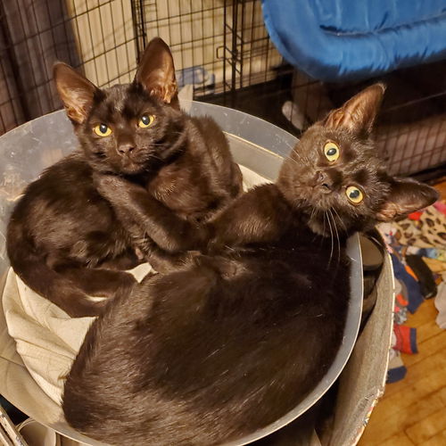 Venom & Whoopsie Daisy (bonded pair)