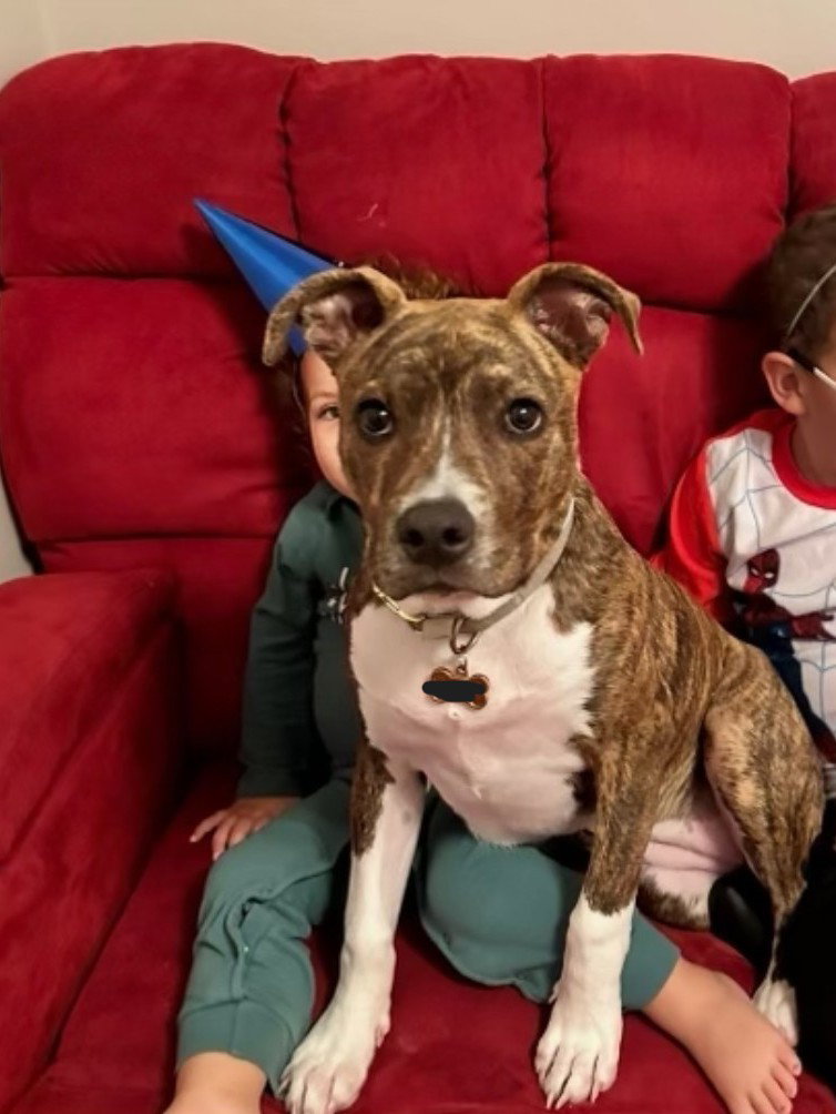 Abigail Large American Staffordshire Terrier / Mixed (short coat) Female