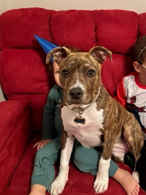 picture of the dog needing adoption