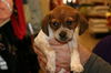 Bailey