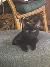 Camille