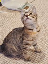 Fidget