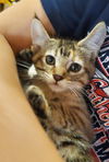 Fidget