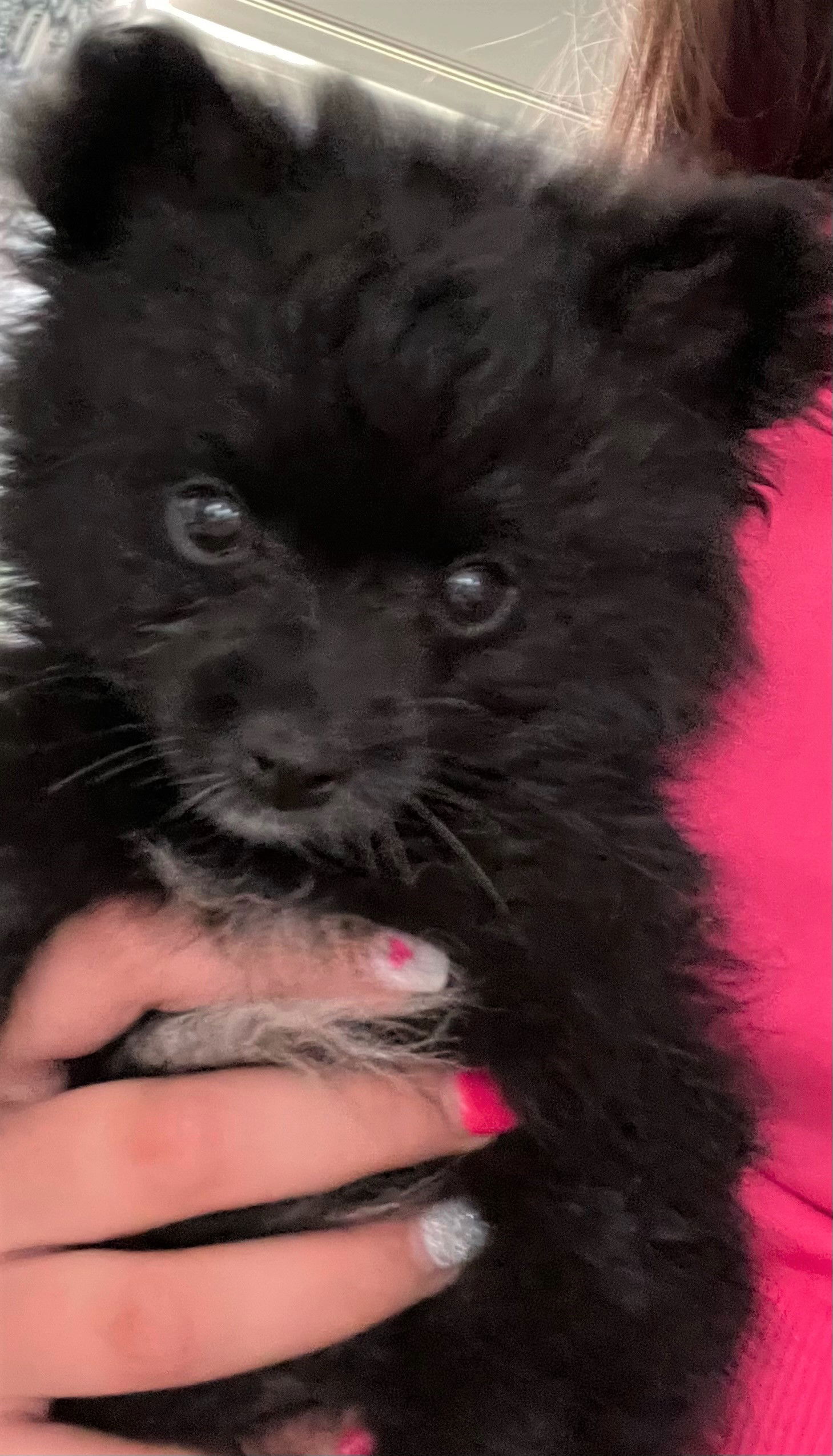 dog-for-adoption-grayson-no-more-apps-a-pomeranian-in-aurora-il