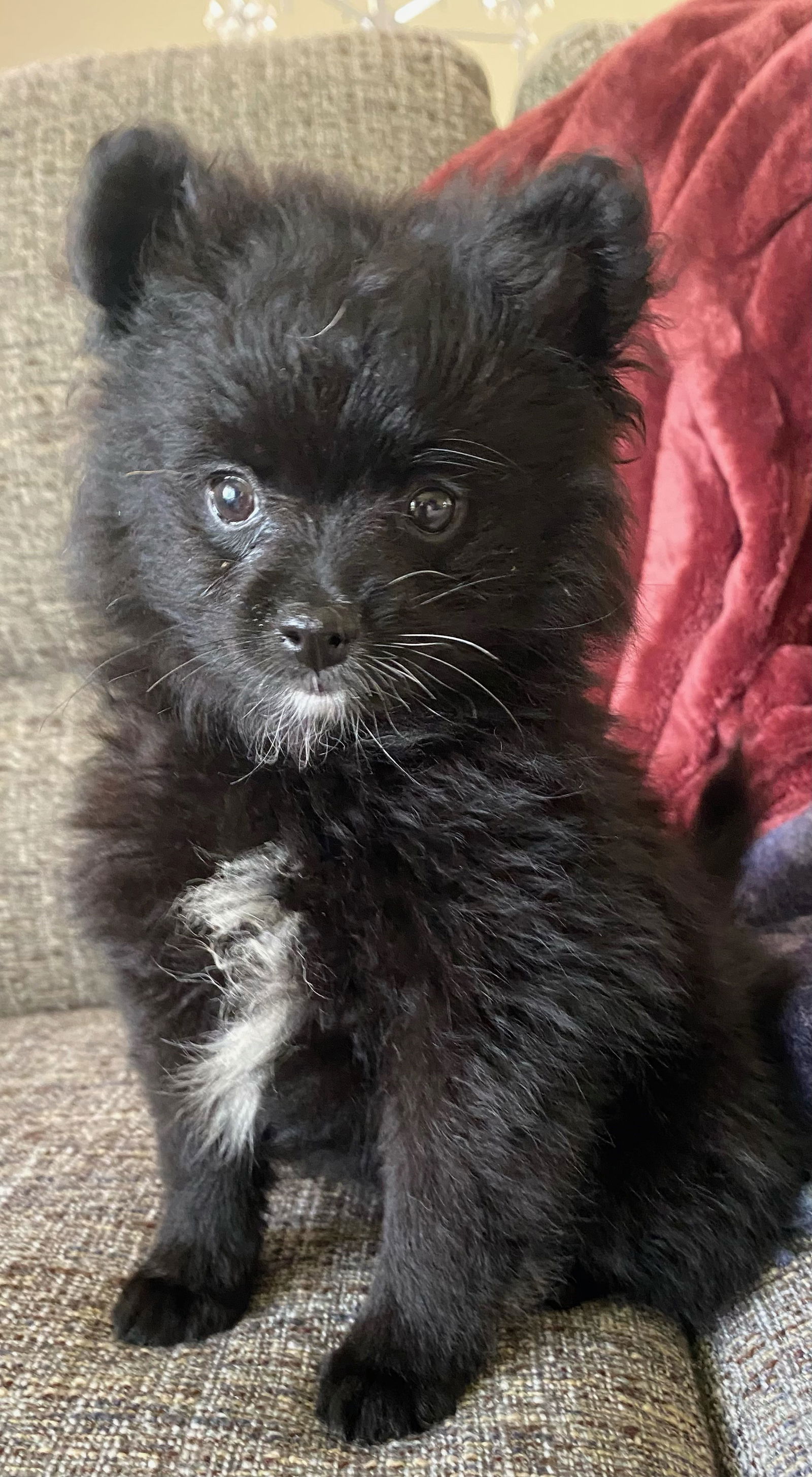 dog-for-adoption-grayson-no-more-apps-a-pomeranian-in-aurora-il