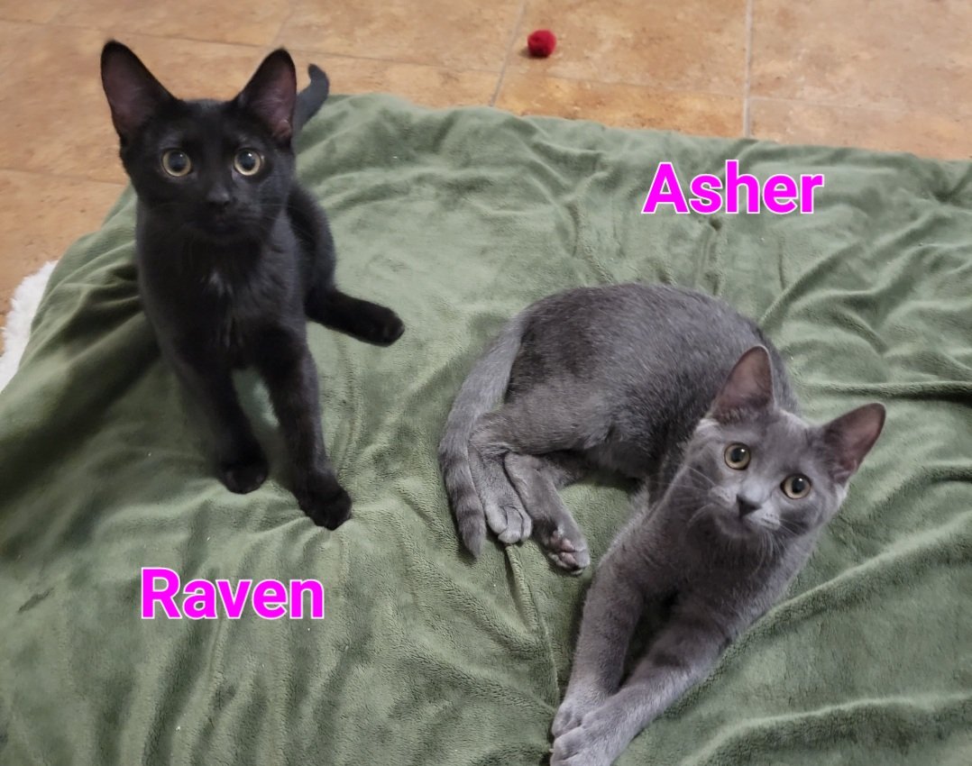 Raven & Asher (bonded pair)  Domestic Short Hair (short coat) Female