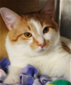 adoptable Cat in aurora, IL named Mo/Dreamy