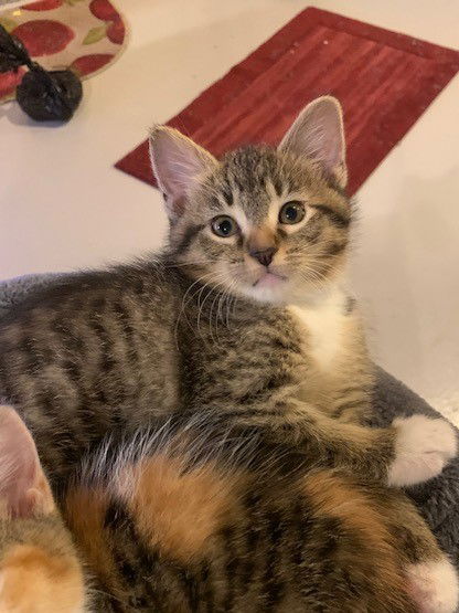 Tala