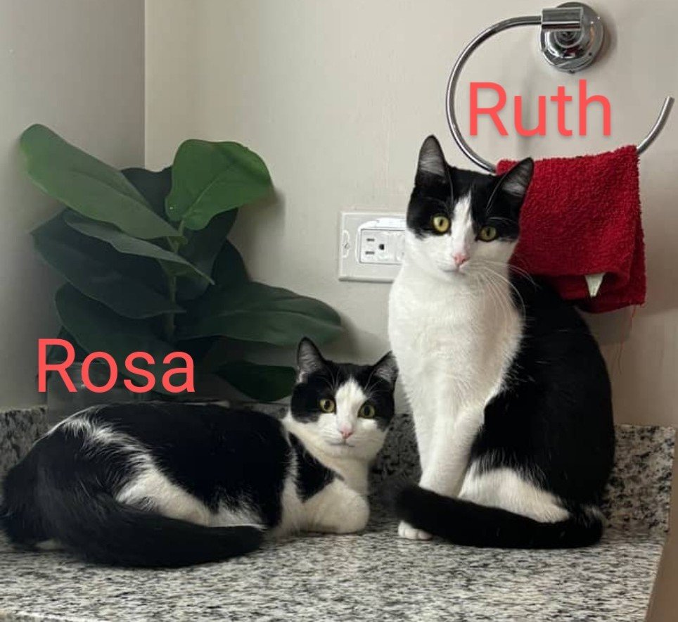 Rosa & Ruth (bonded pair)  Domestic Short Hair (short coat) Female