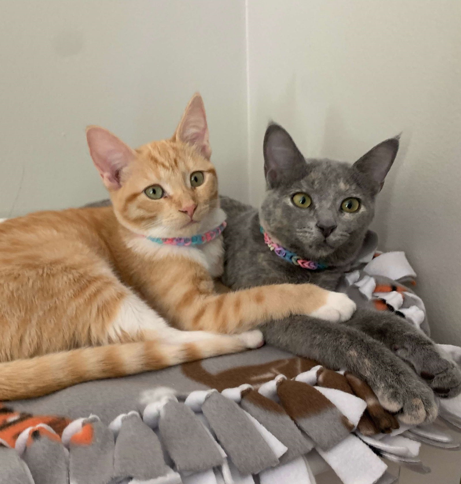 Audi & Acura (**bonded pair)  Domestic Short Hair (short coat) Female