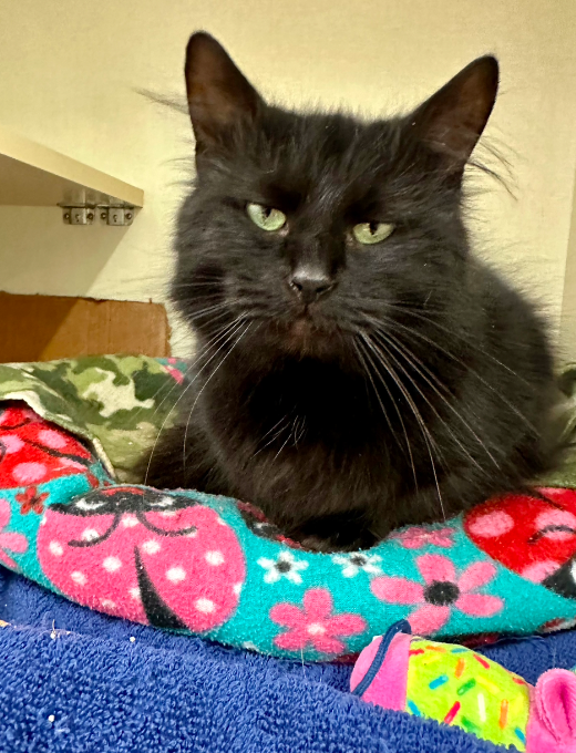 adoptable Cat in Naperville, IL named Indiana