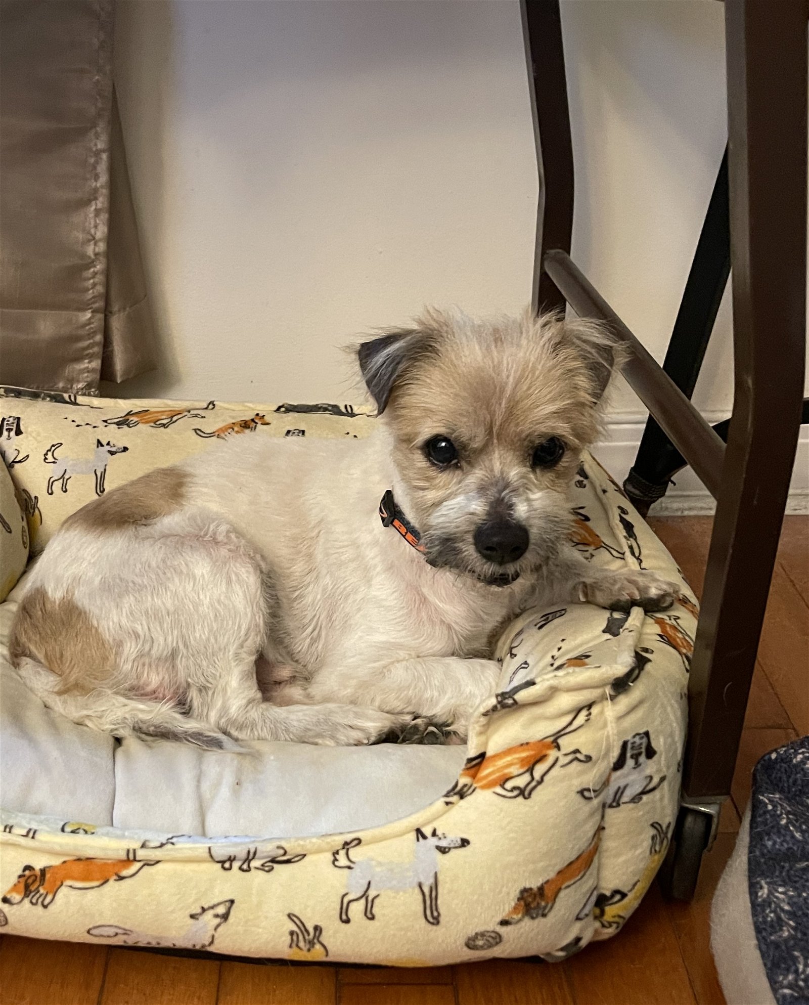 Ted Small Cairn Terrier / Jack Russell Terrier / Mixed (medium coat) Male