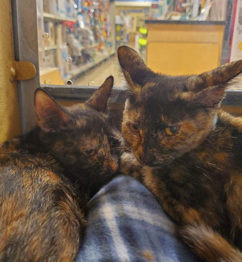 Nebraska & Virginia (bonded pair)