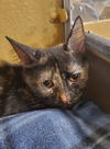 Nebraska & Virginia (bonded pair)