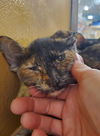 Nebraska & Virginia (bonded pair)