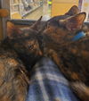 Nebraska & Virginia (bonded pair)