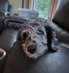 Waylon