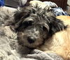 Waylon