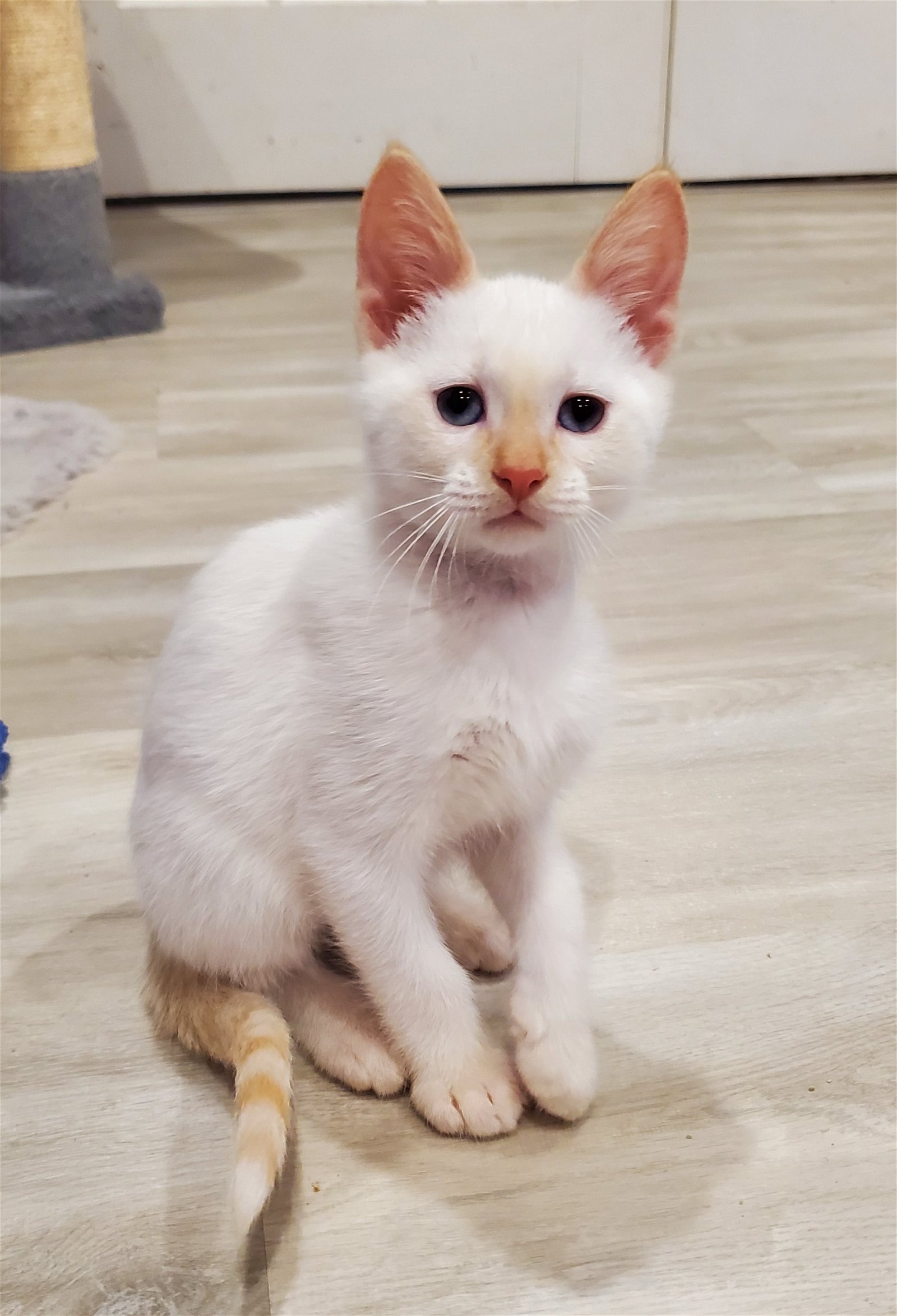Mr. October ***Flame Point Siamese***  Domestic Short Hair / Siamese (short coat) Male