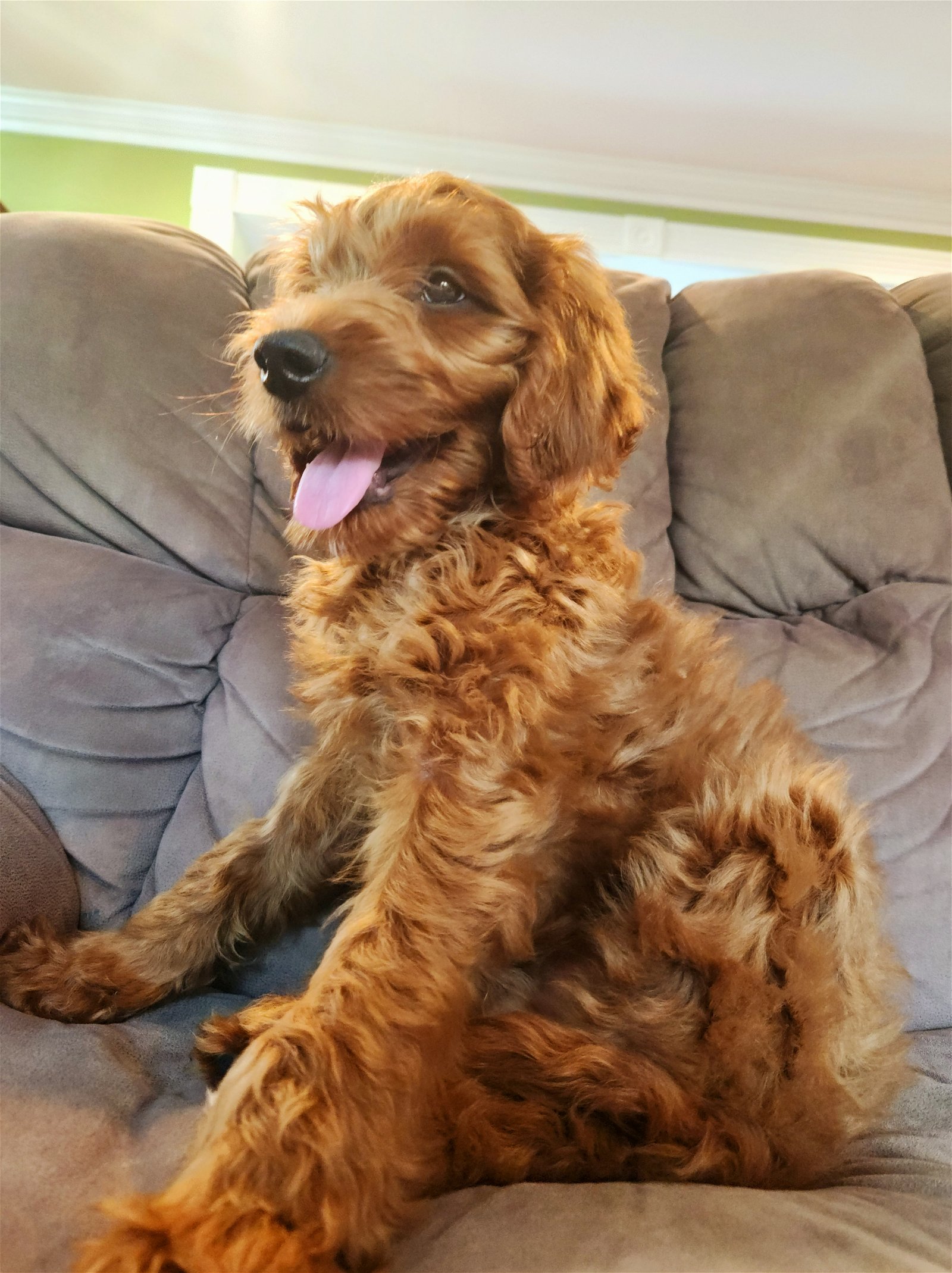 Anthony James Large Golden Retriever / Poodle (unknown type) (long coat) Male
