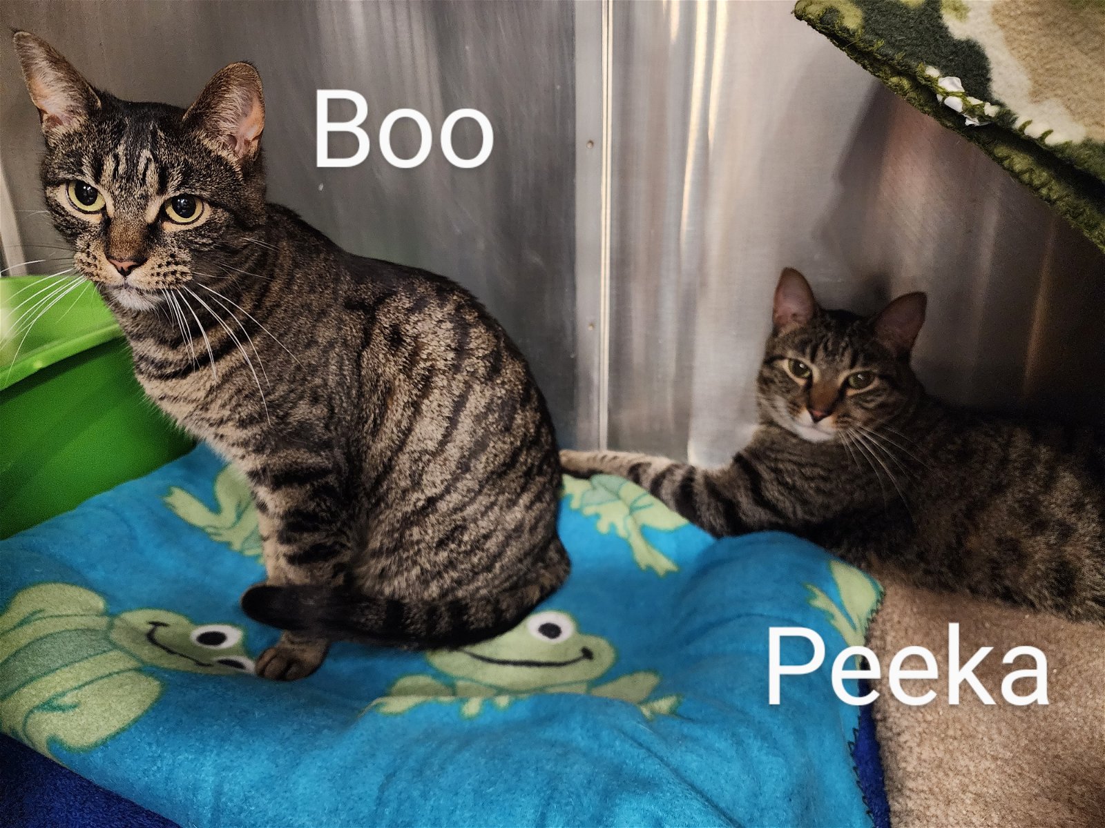 Peeka & Boo (bonded pair)  Domestic Short Hair / Tabby (short coat) Male