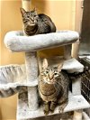 adoptable Cat in  named Peeka & Boo (bonded pair)