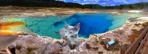 Yellowstone