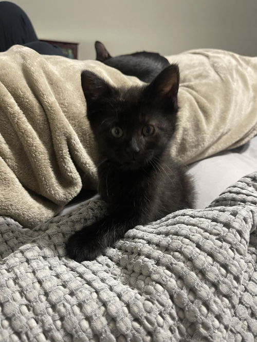 Felix
