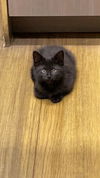 Felix