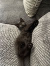 Felix