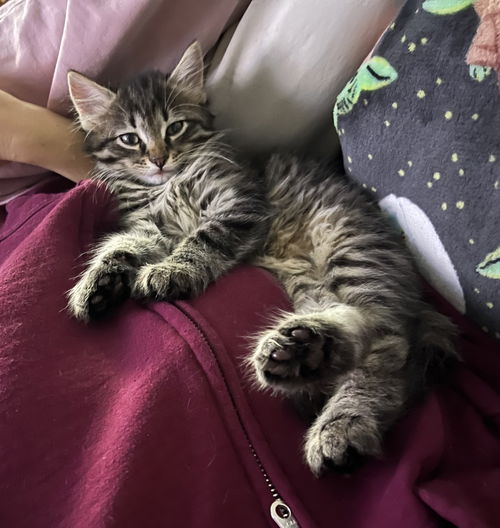 Fig