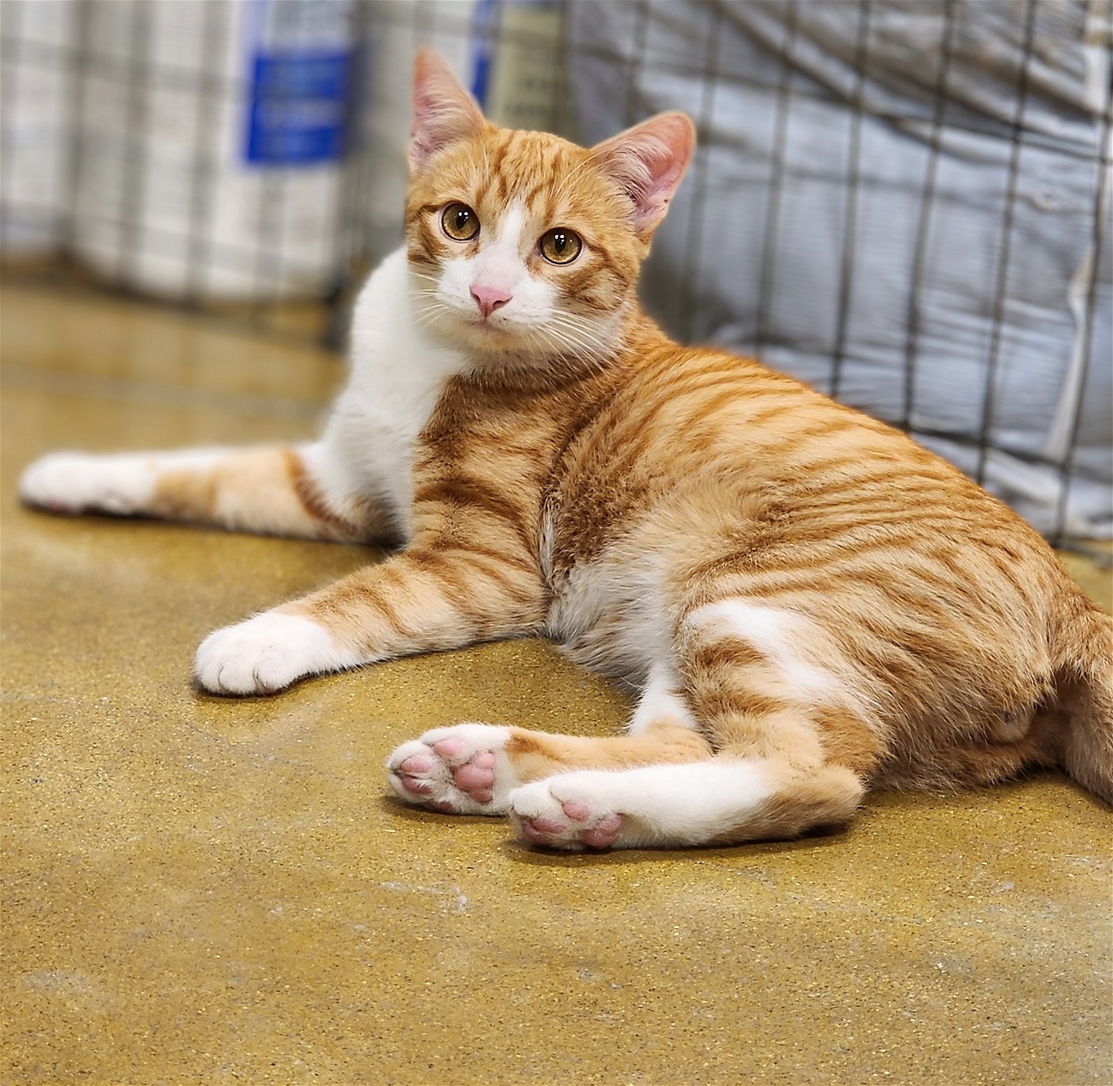 adoptable Cat in Aurora, IL named Pumpkin, Jr.