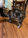 adoptable Cat in wheaton, IL named Patsy 2