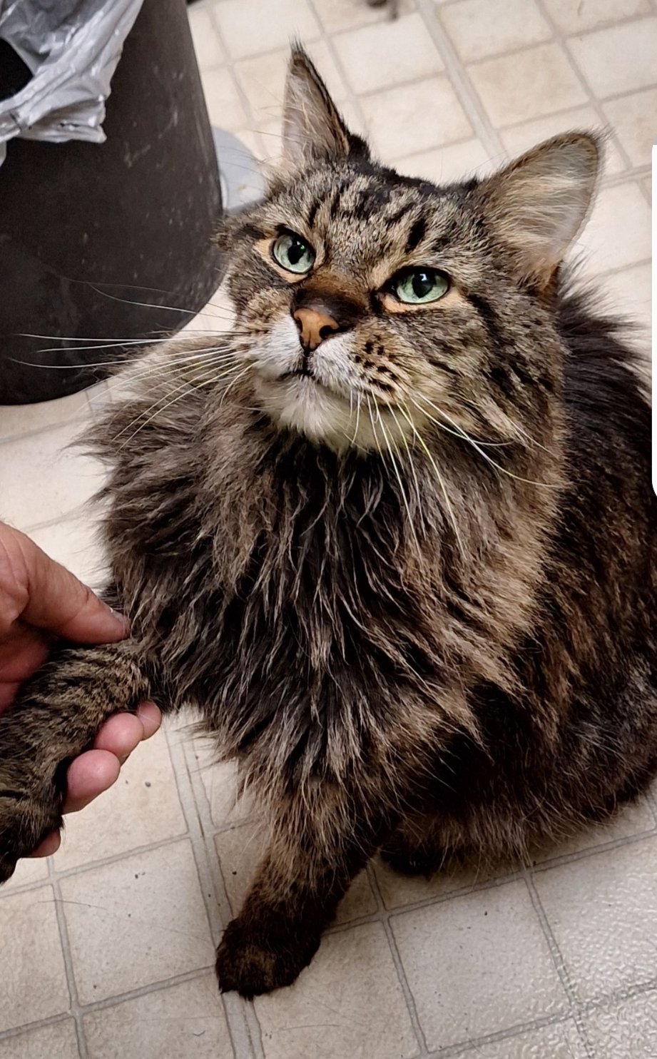 Matty *front paw declaw*  Domestic Long Hair / Tabby (long coat) Male