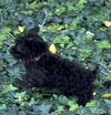 Harlow