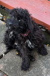 Harlow