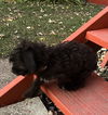 Harlow