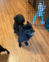 Yogi