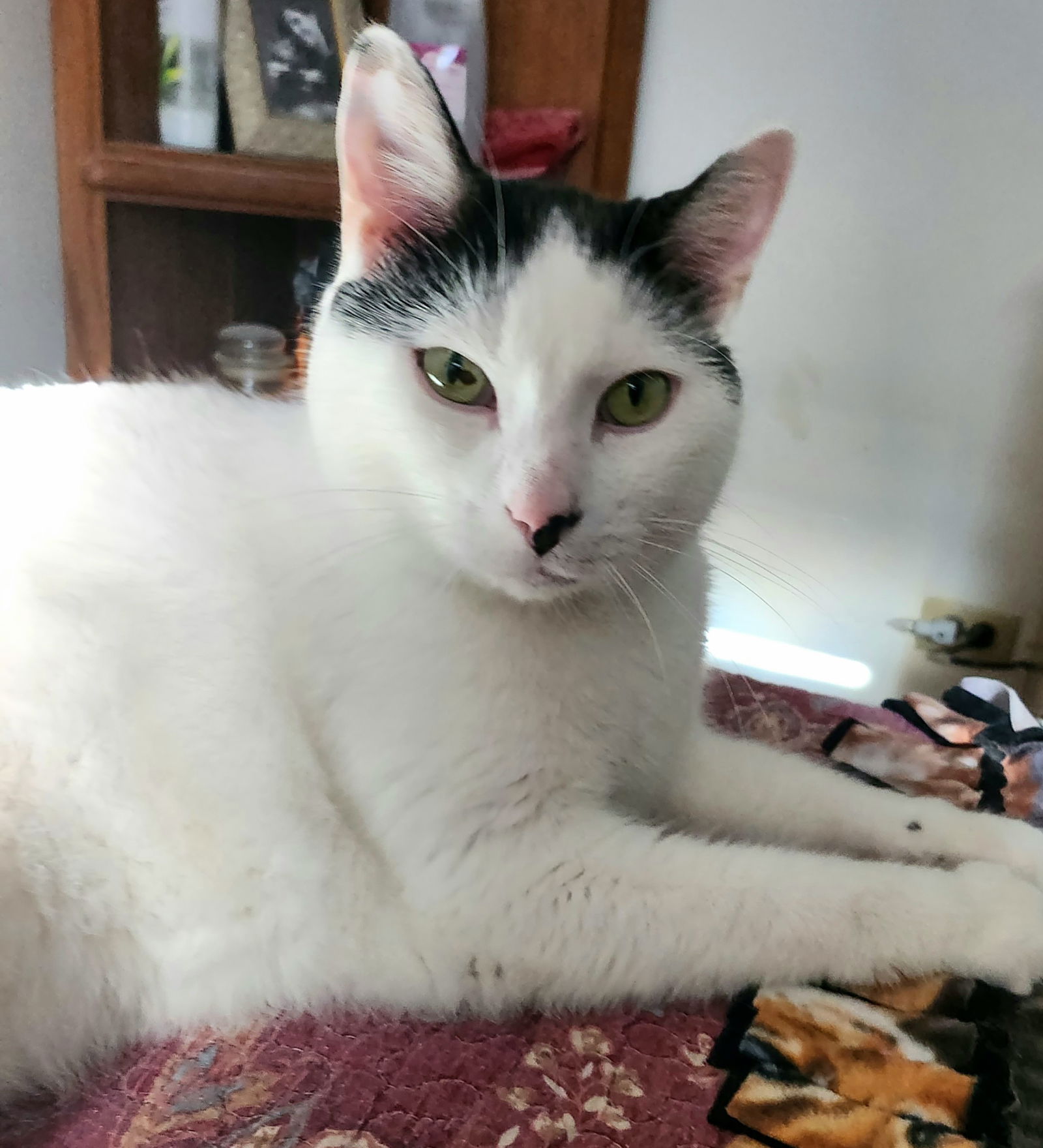 adoptable Cat in Wheaton, IL named Lucky (4-paw declaw)