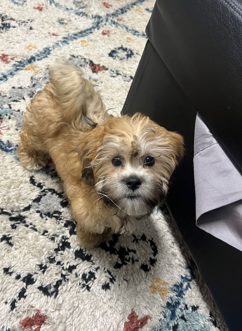 Daisy